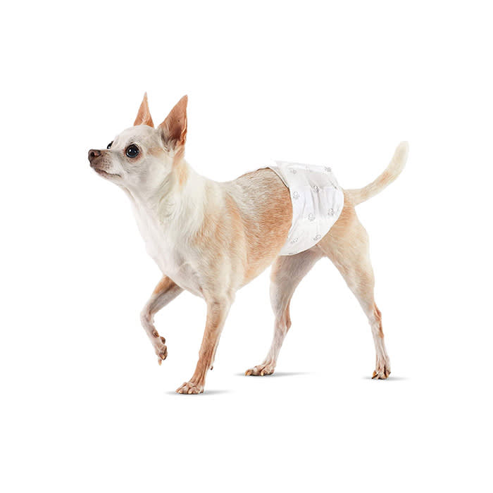 chihuahua dog wearing white diaper