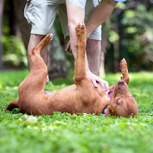 Man petting dog's stomach outside in the grass.