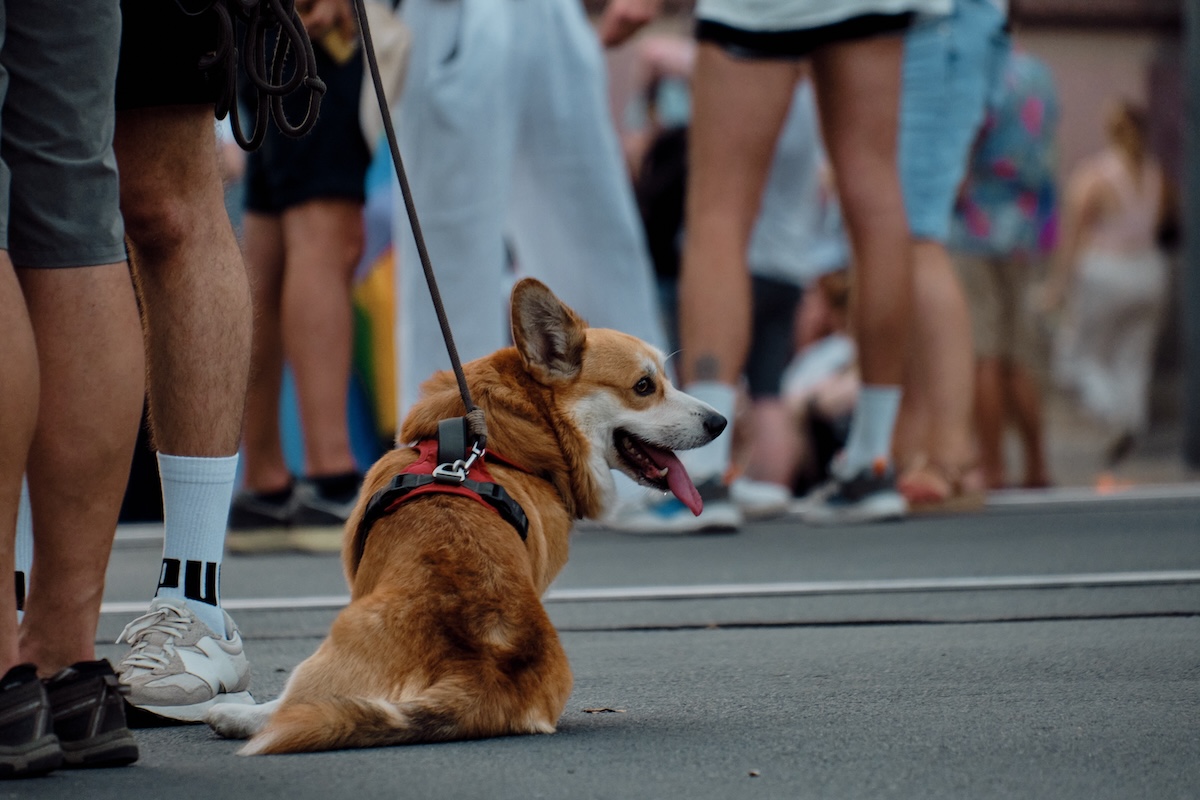 a picture of a corgi on a lead at a protest surrounded by legs