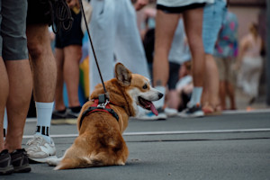 a picture of a corgi on a lead at a protest surrounded by legs