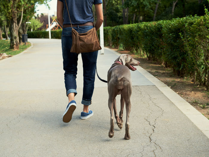 A person walking a dog on a paved road in a park. 