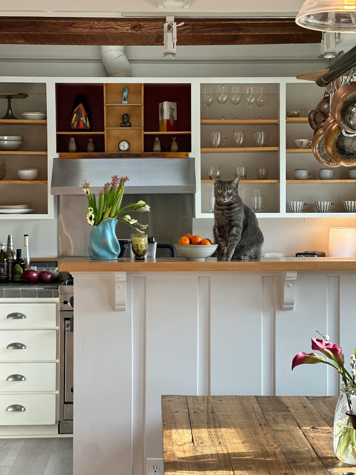 cat sitting on kitchen countertop