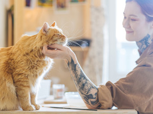 Cat being affectionate towards woman with tattoos