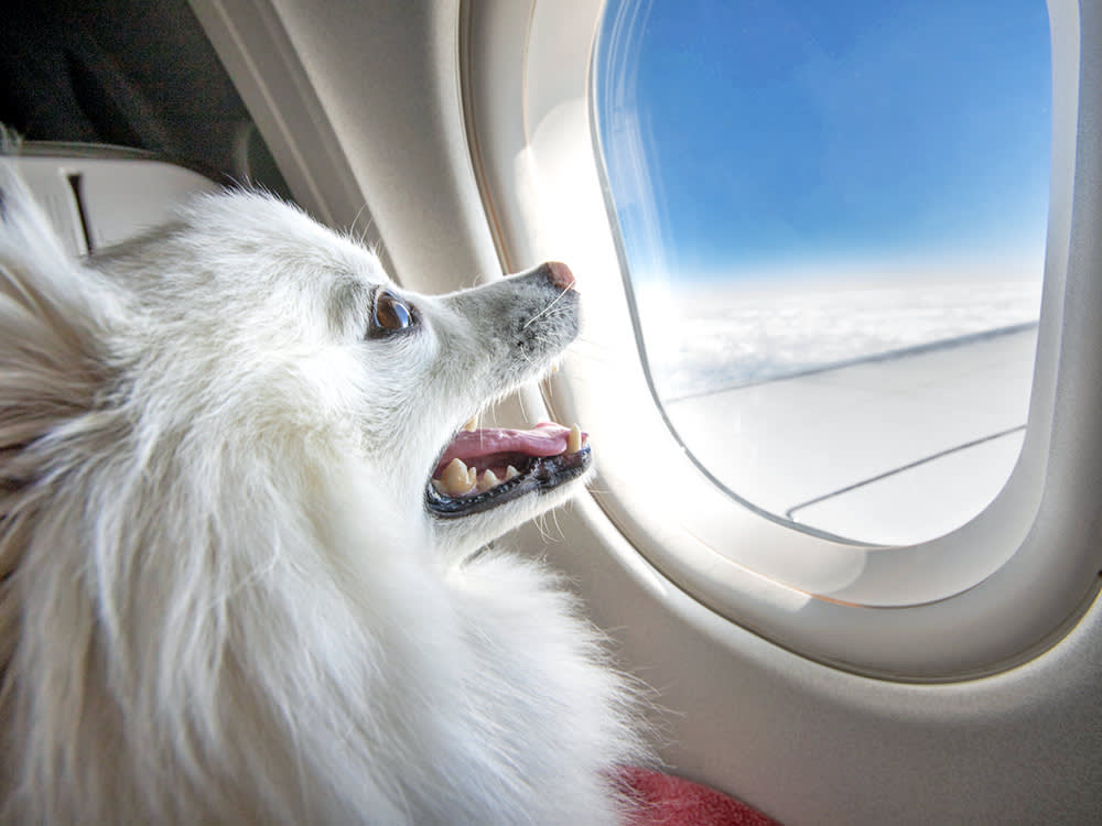 White Pomeranian dog sitting in an airplane seat.