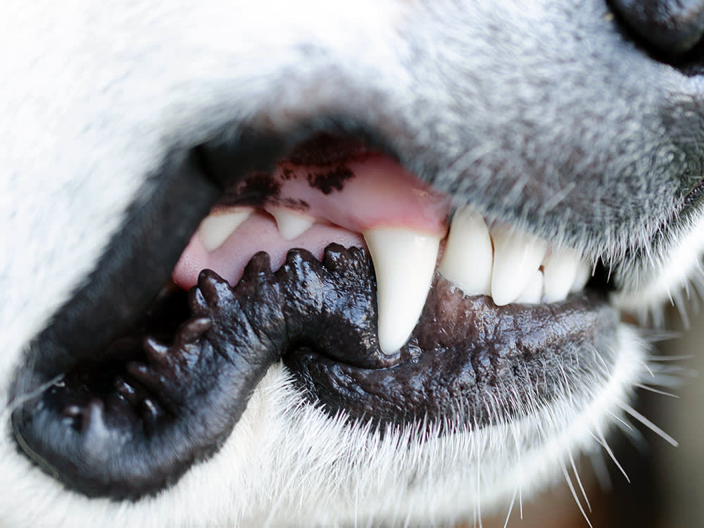 a close-up picture of a dog's mouth