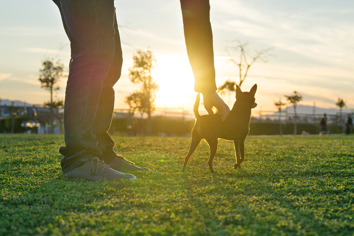 dog looking at sunset