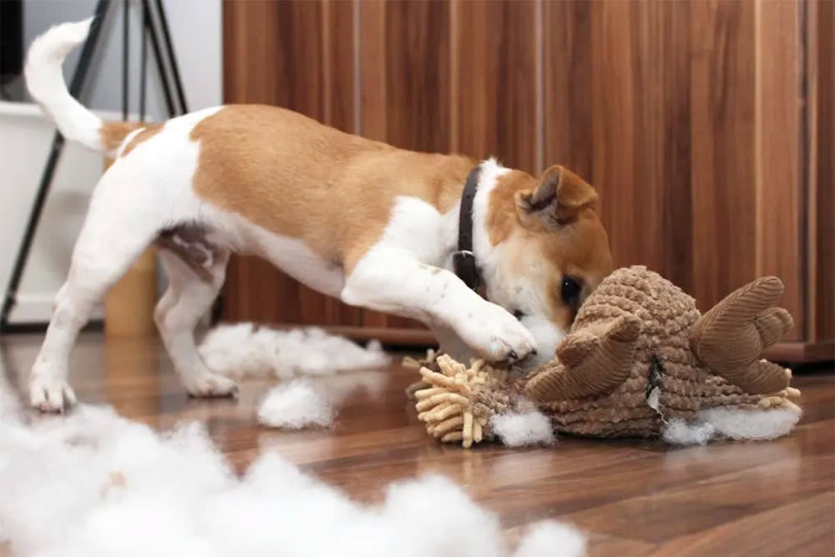 dog playing with their toy