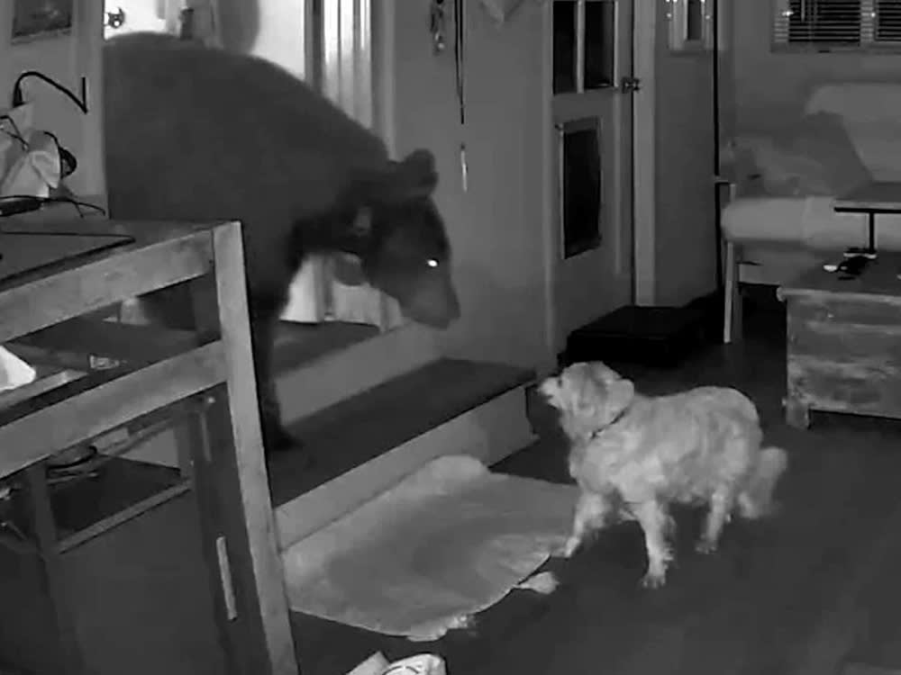 Elderly dog squares off with wild bear inside home while owner sleeps through harrowing encounter.