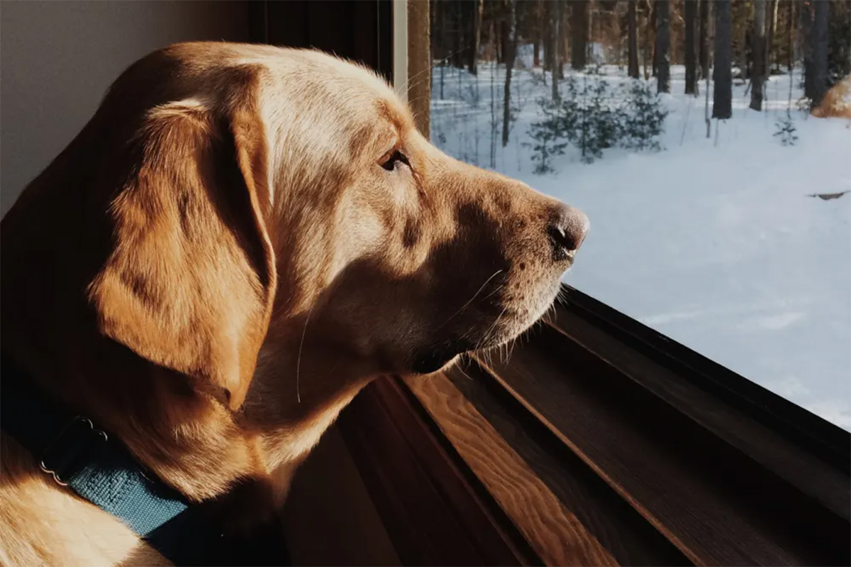 Dog looking out the window during winter 