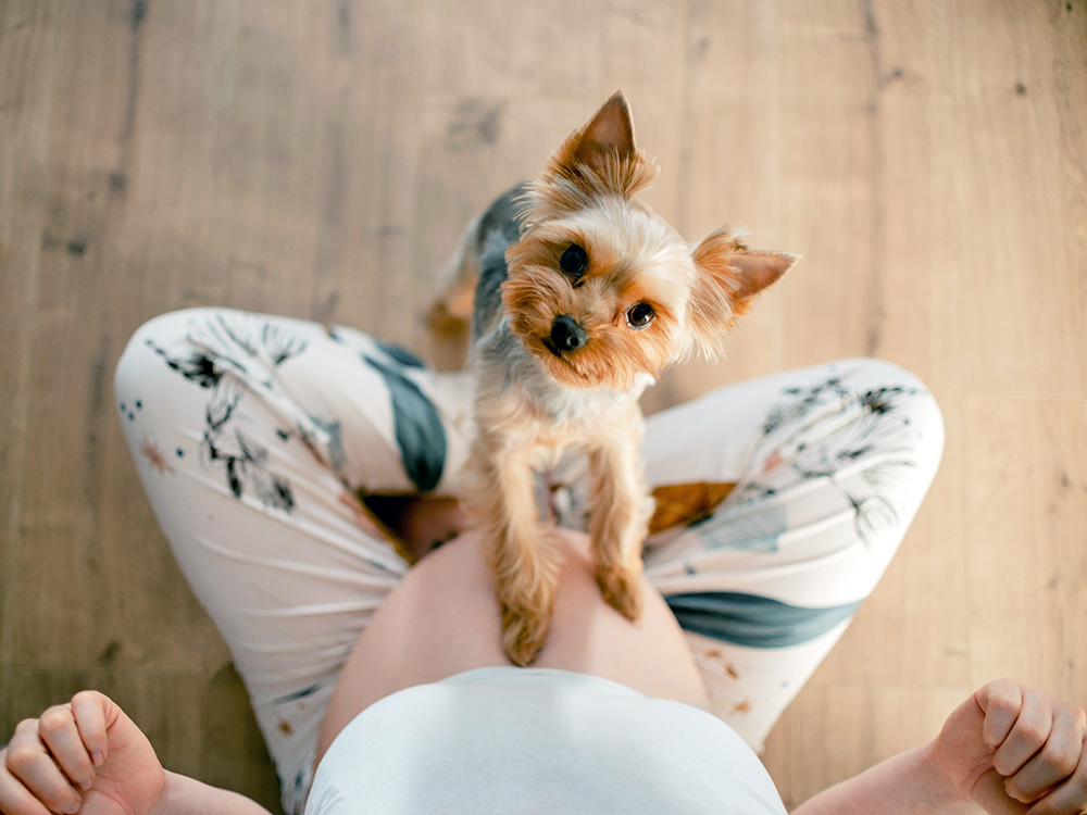 Small dog with a pregnant woman at home.
