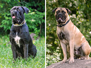 Cane Corso dog and Mastiff dog sitting outside.
