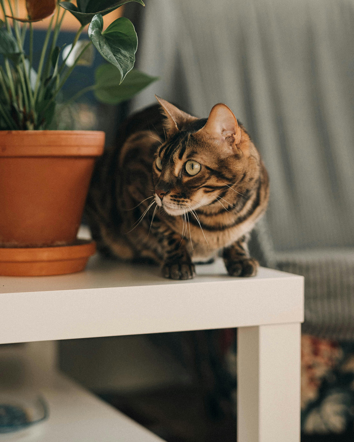 a picture of a bengal cat crouched on a table next to a flower pot