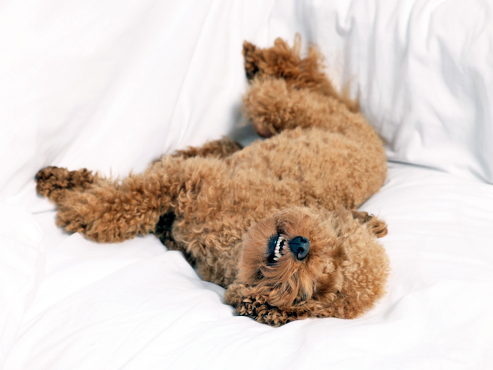 Funny Maltipoo dog barking in it's sleep at home.