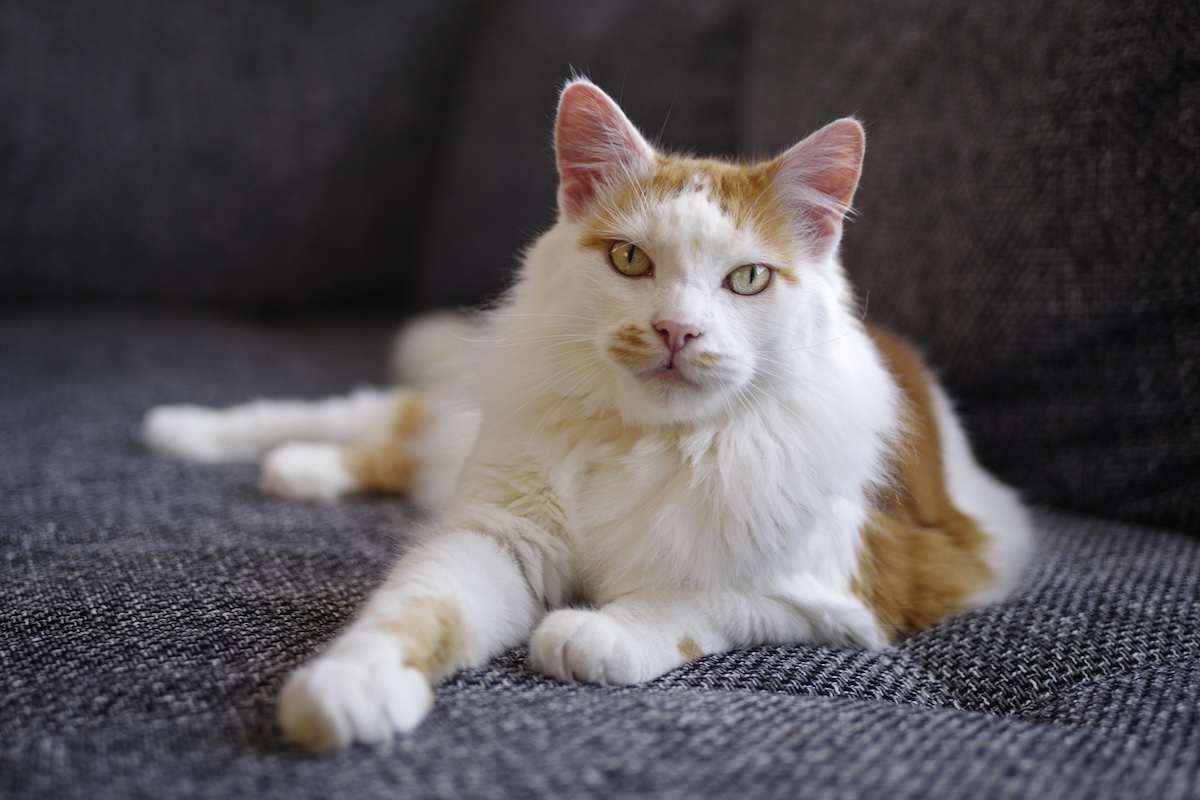 turkish van cat stretches out