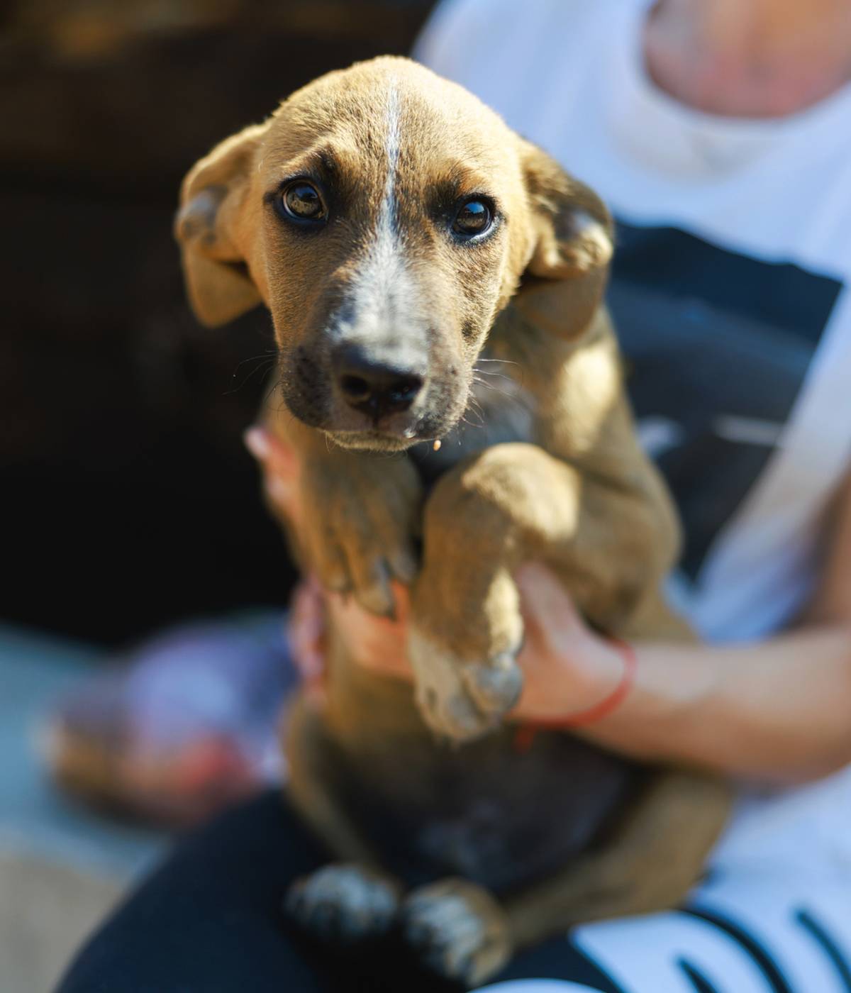sad looking dog in person's hands
