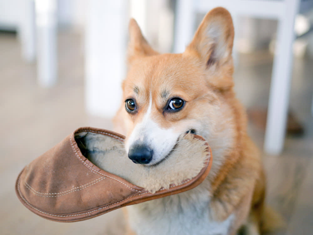 Corgi dog holding slipper in it's mouth.