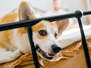 Closeup portrait of fun corgi dog laying in the bed, looking at camera.