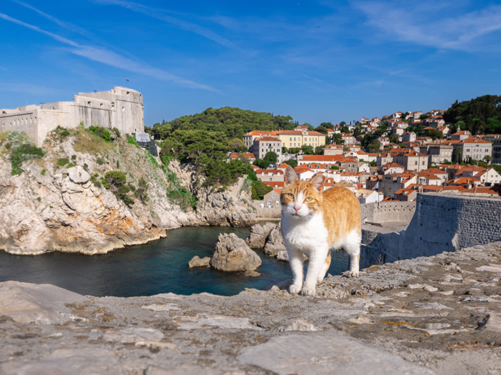 an orange-and-white cat stands in front of the view of a village in Croatia