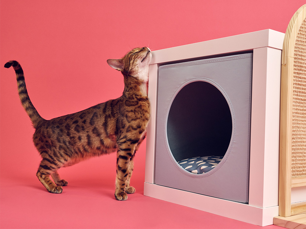 Cat with Ikea furniture