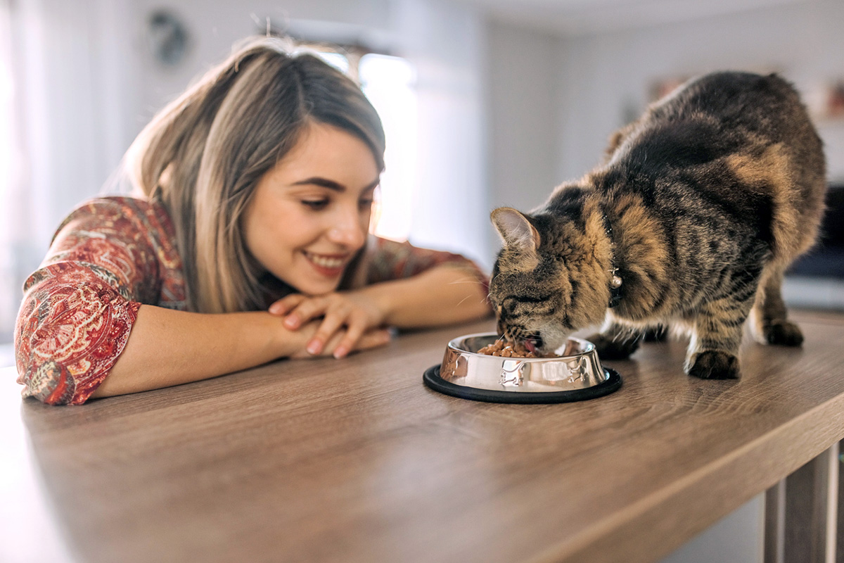 senior cat eating kibble