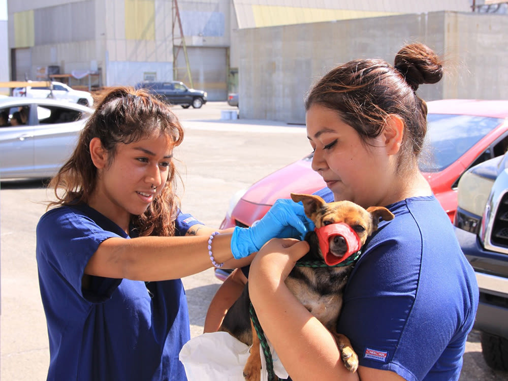 Two veterinarians help a dog through Downtown Dogs Rescue