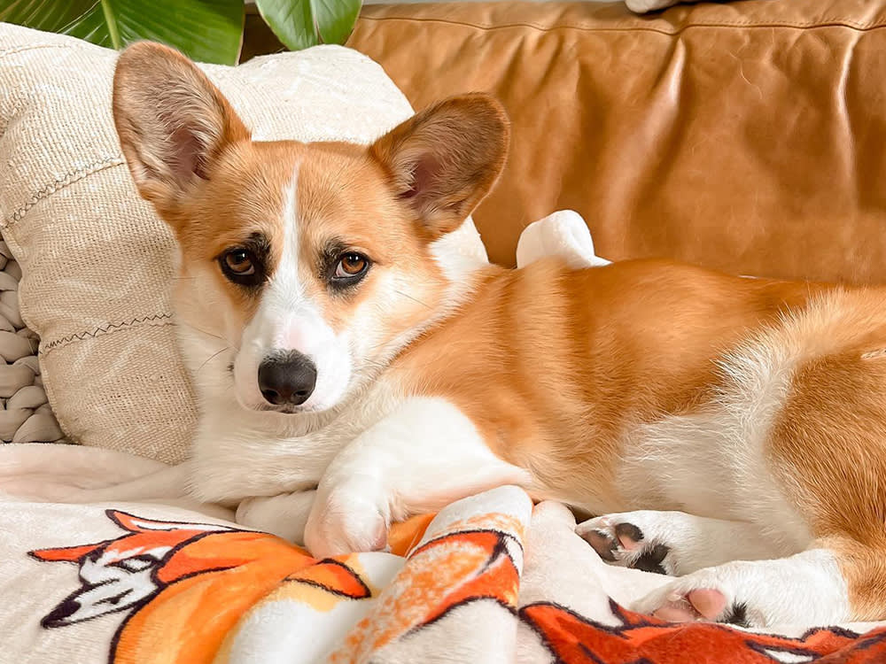 Minna Lee's corgi