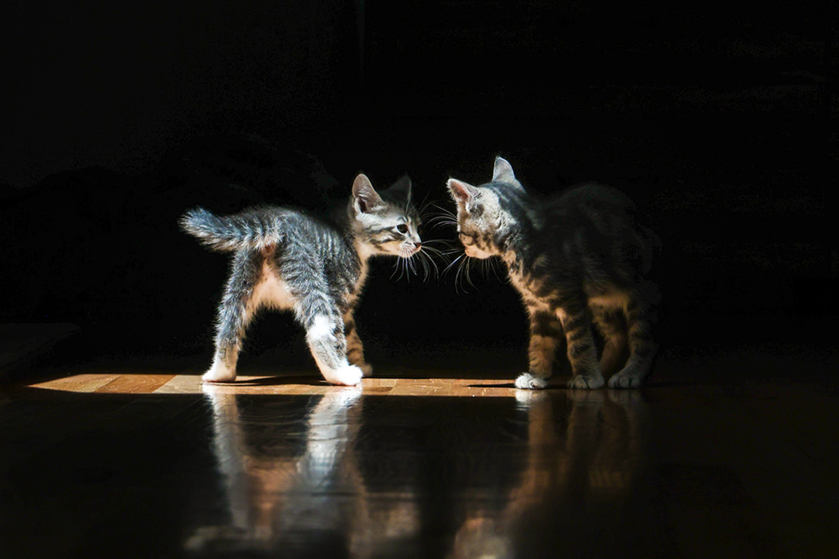 two cats looking at each other