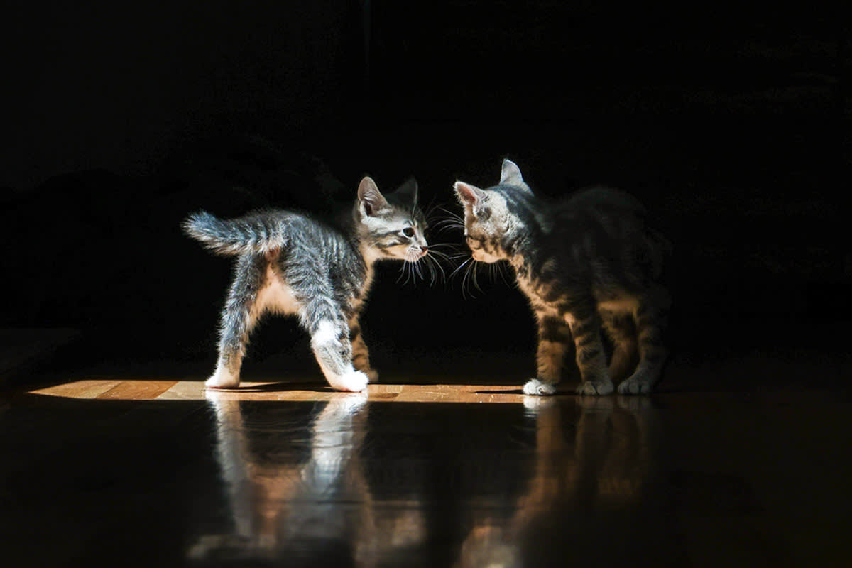 two cats looking at each other