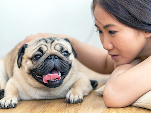 Woman and her pet Pug dog at home.