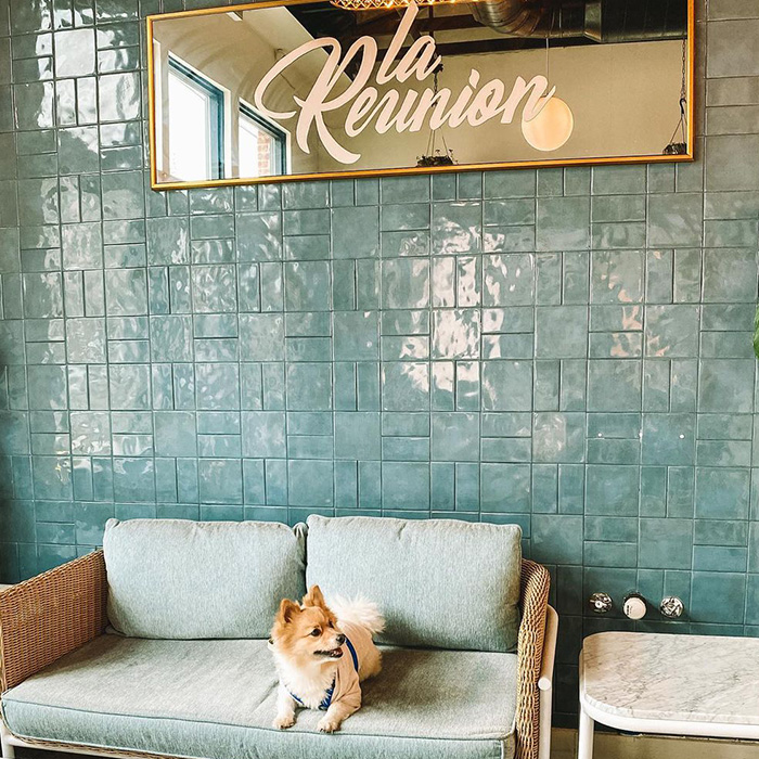 a small brown dog on a couch at La Reunion