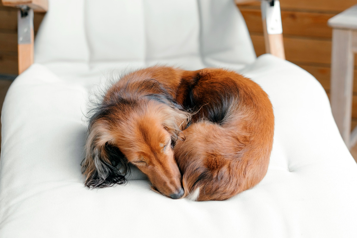 Dogs sleeping curled into donut