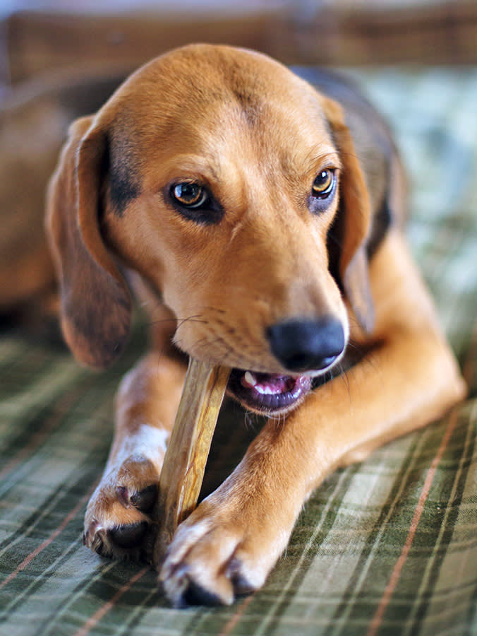 a close up picture of a beagle chewing a chew
