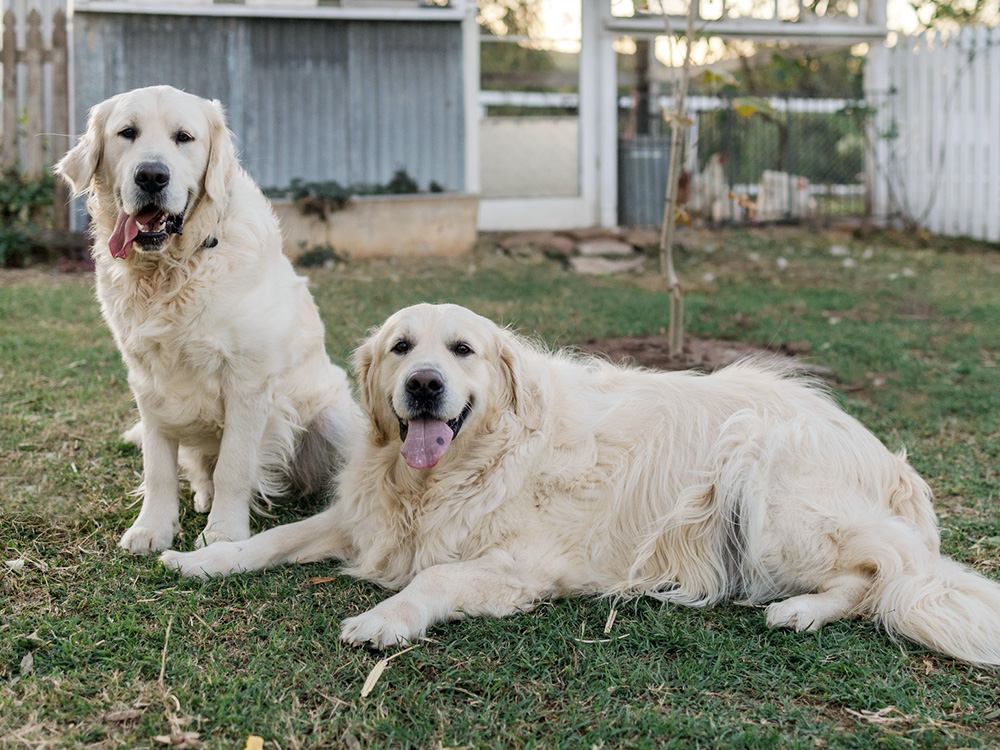Two Golden Retrievers