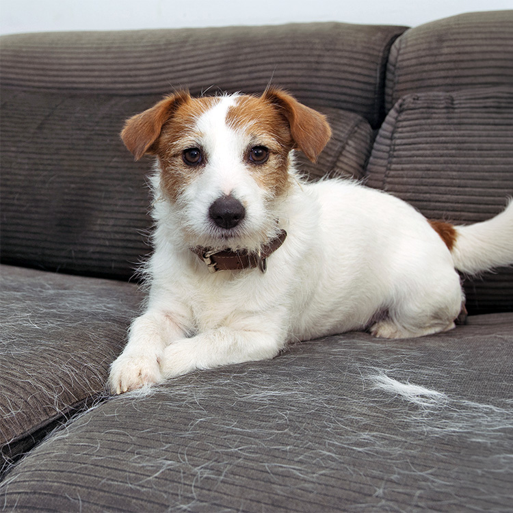 Cute small dog on the couch, surrounded by dog hair.