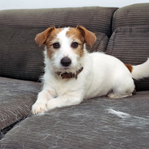 Cute small dog on the couch, surrounded by dog hair.