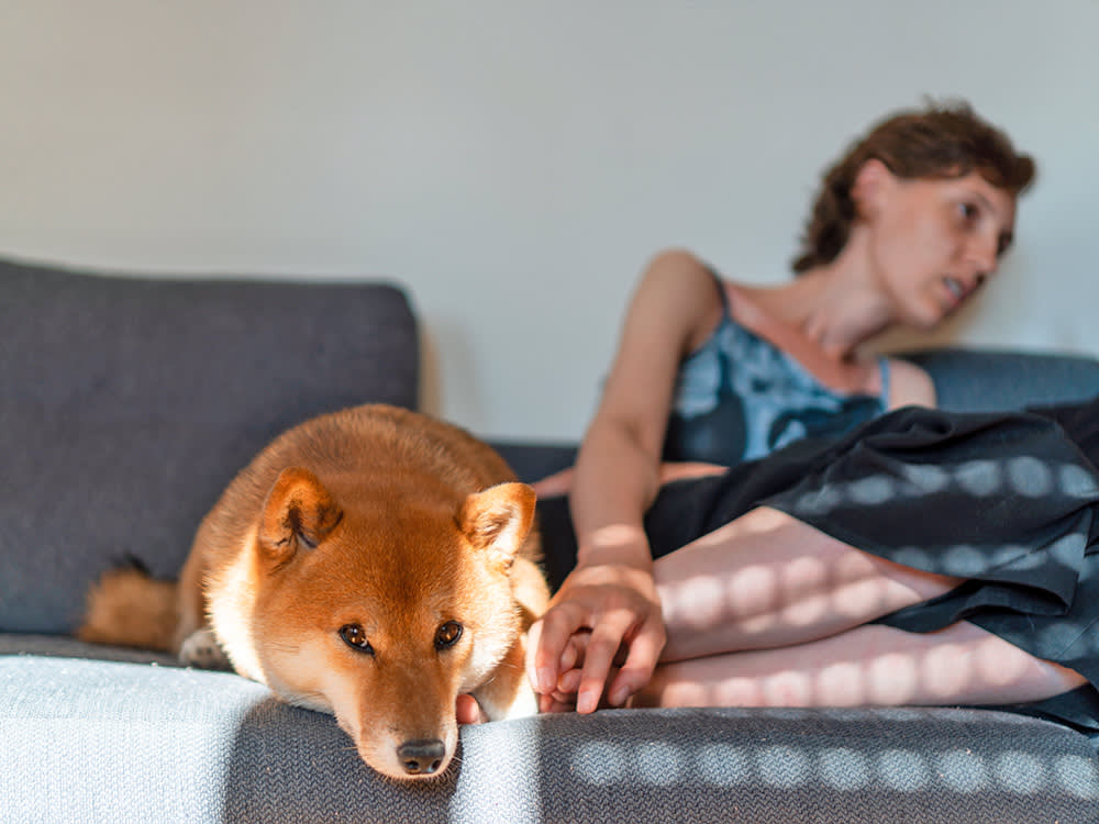 Dog looking sad at home on the couch.