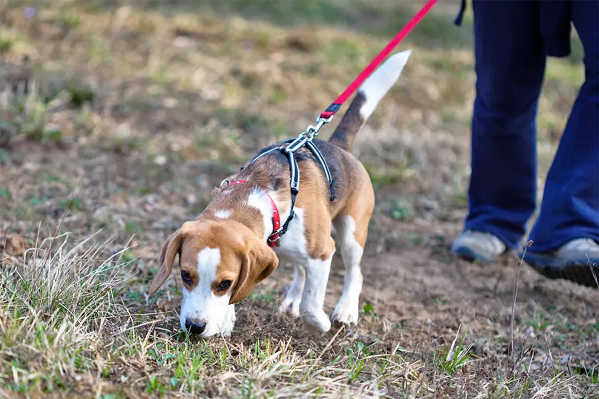 Dog sniffing ground