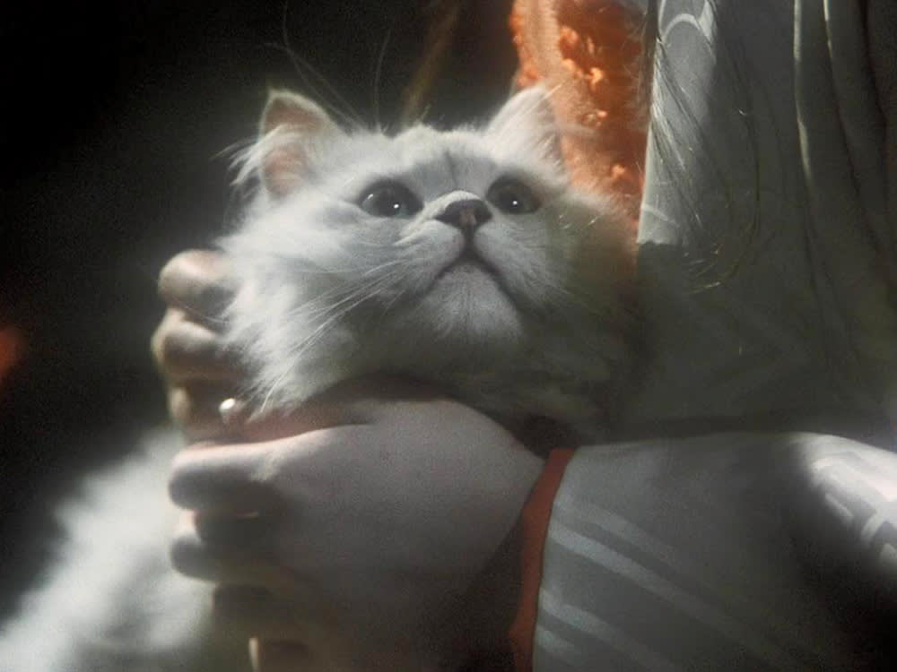 a white cat in House