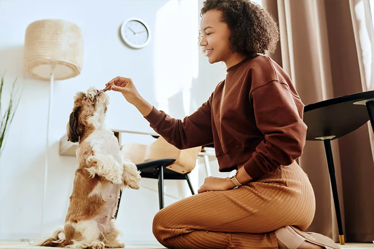 Dog being given a treat