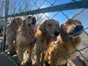 four dogs from No Dogs Left Behind at a fence 