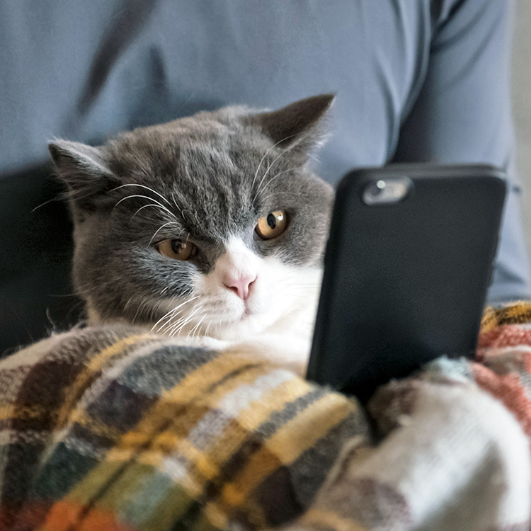 Funny gray cat watching something on a cellphone. 