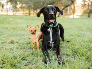 Great Dane dog and Chihuahua dog laying in the grass 