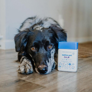 A black dog laying on the floor next to a container of "Native pet calming chews."