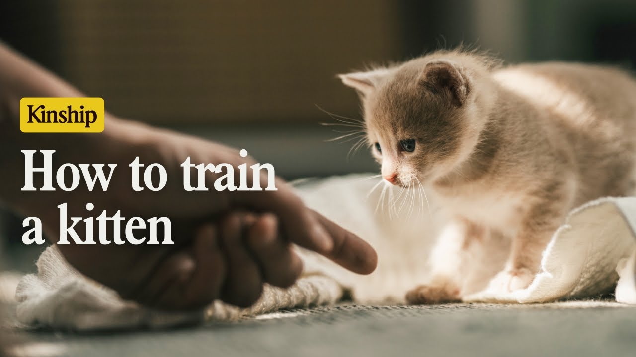 How to Train Your Kitten (Yes, It’s Possible!)