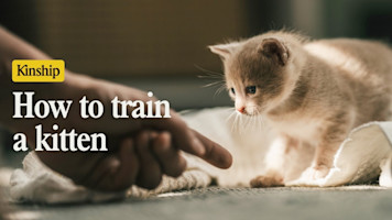 How to Train Your Kitten (Yes, It’s Possible!)