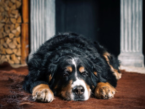An old Bernese Mountain dog sleeping.