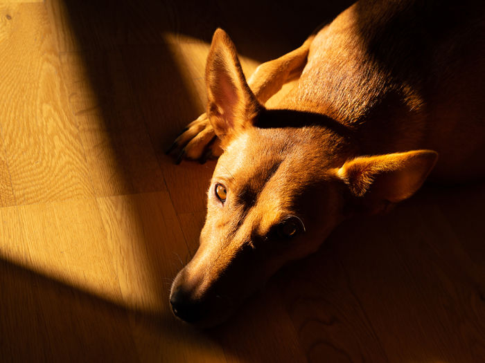 Dog lying on the wood floor is bathed in the sunset light