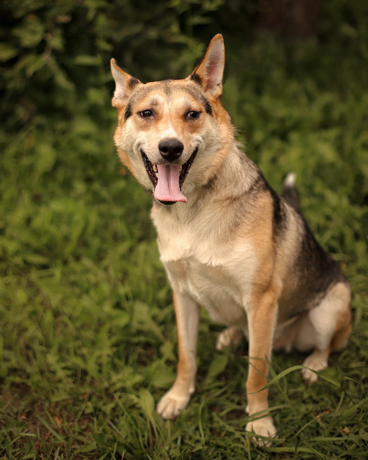 dog panting with tongue out