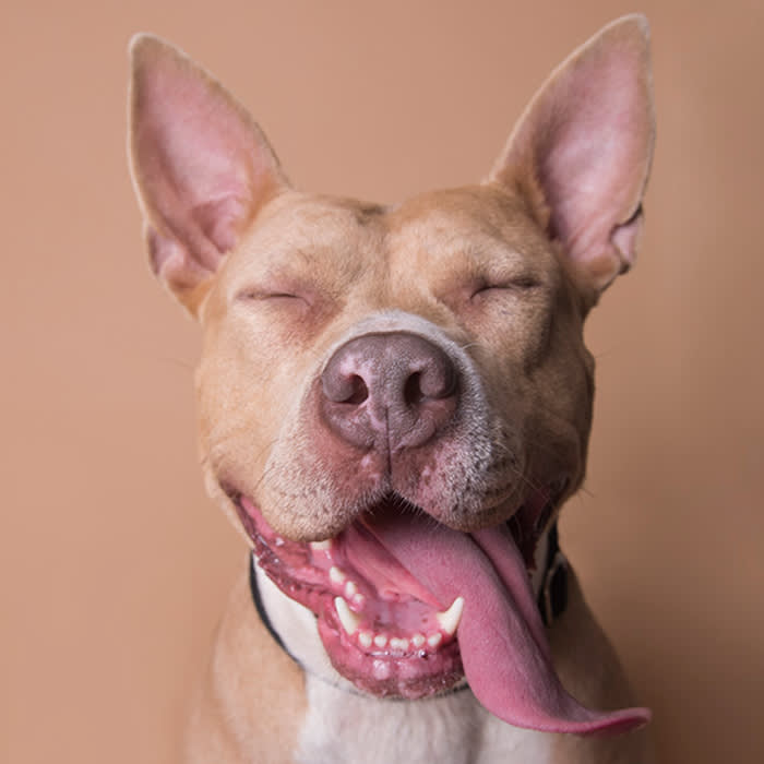 a dog with a tongue hanging out in front of a brown backdrop
