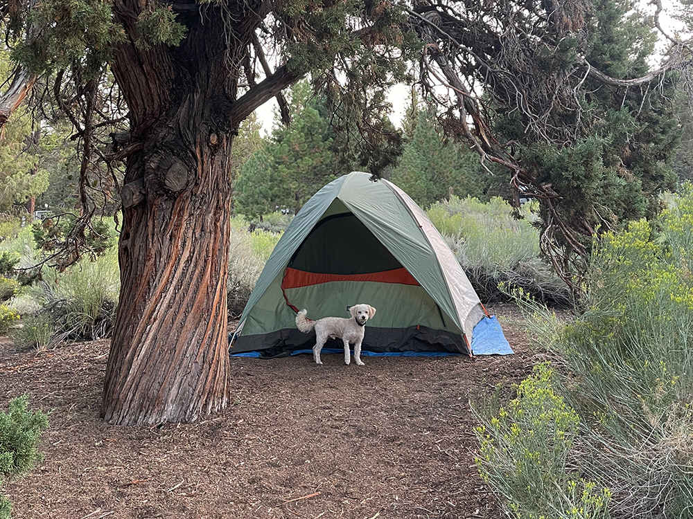 Dave Coast's dog at Big Bear Lake